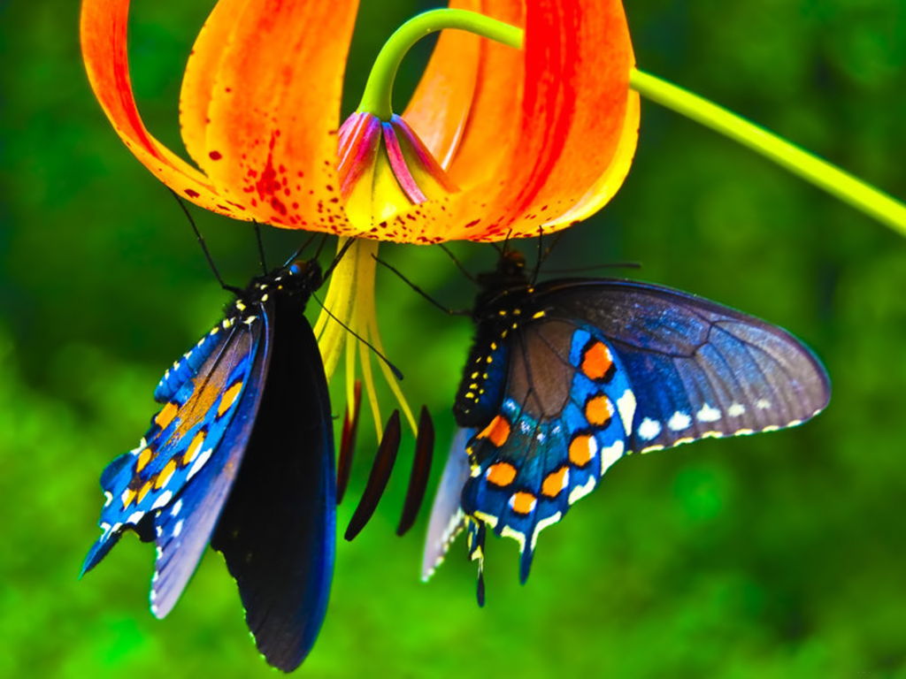 Tuyển chọn 100 hình ảnh bướm đẹp sặc sỡ đầy màu sắc