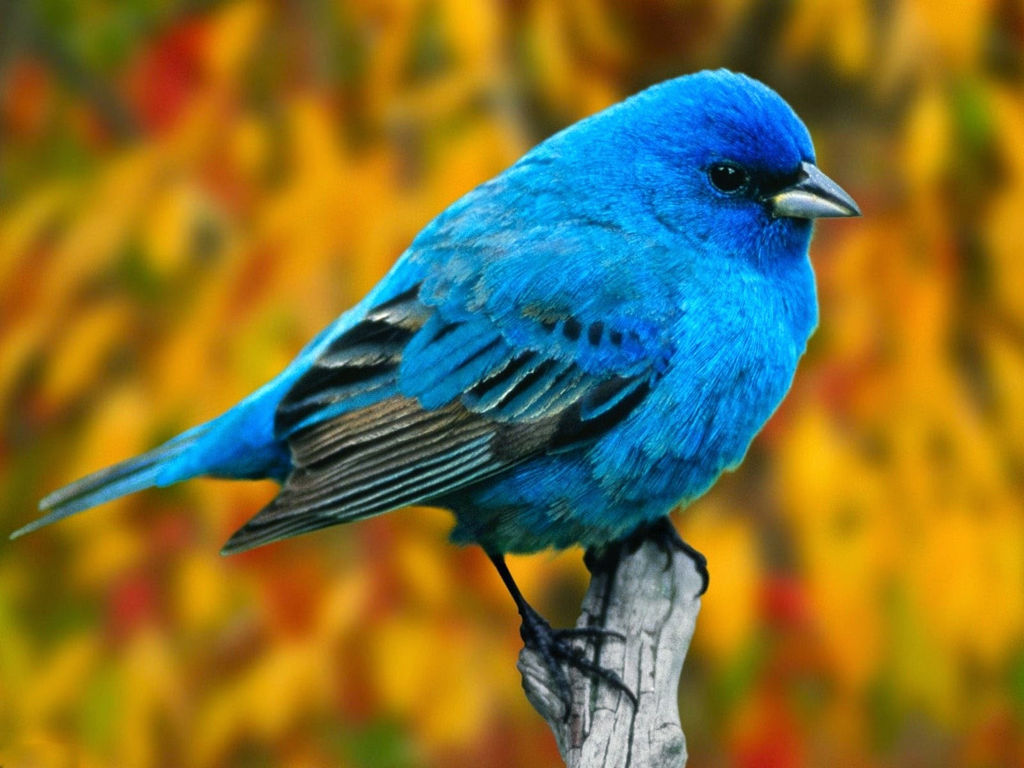 Tải 25 hình ảnh các loài chim đẹp nhất thế giới