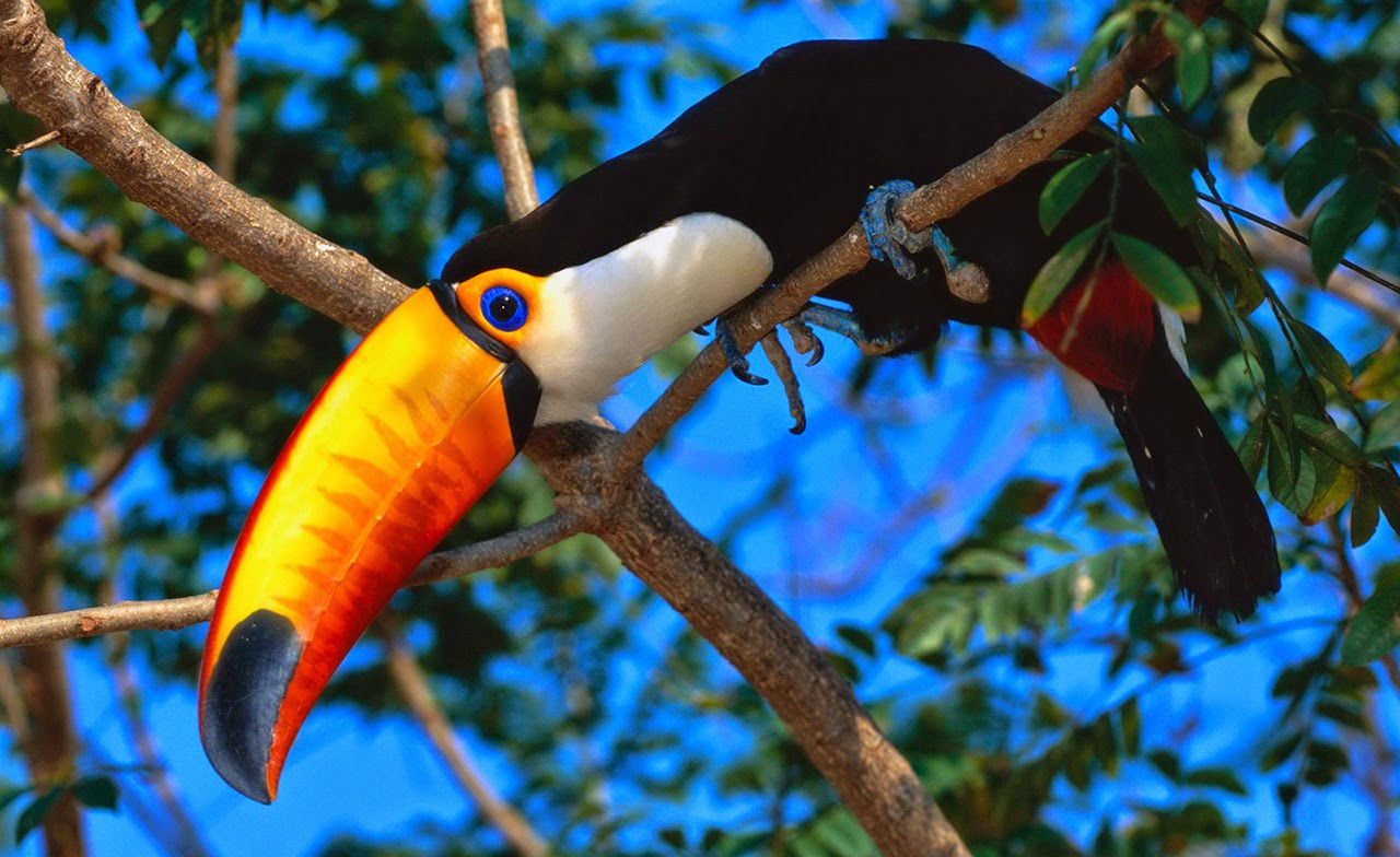 Tải 25 hình ảnh các loài chim đẹp nhất thế giới - Hà Nội Spirit Of ...