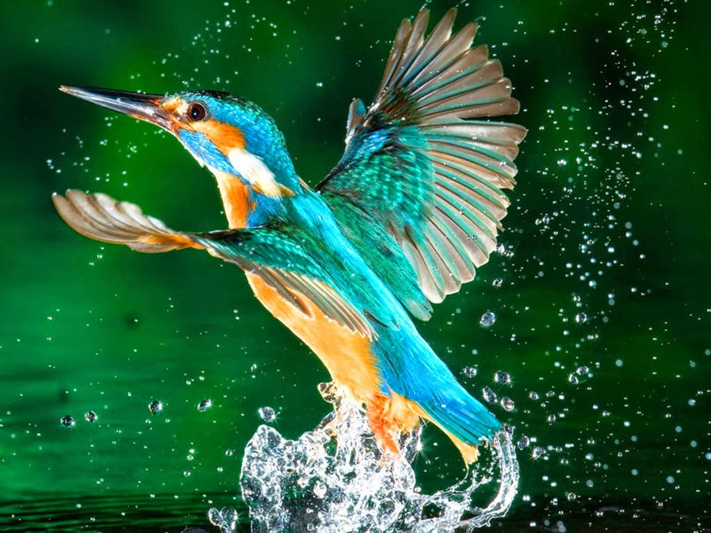 Tải 25 hình ảnh các loài chim đẹp nhất thế giới - Hà Nội Spirit Of ...