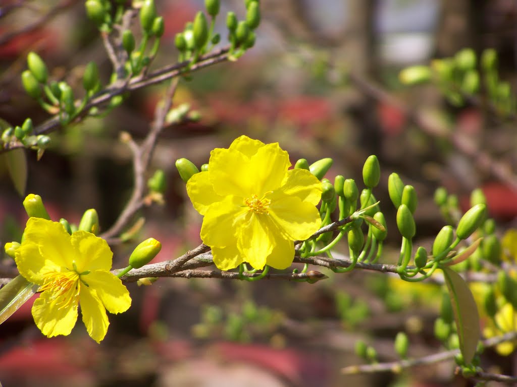 Top 50 hình ảnh cây mai vàng đẹp nhất ý nghĩa nhất việt nam