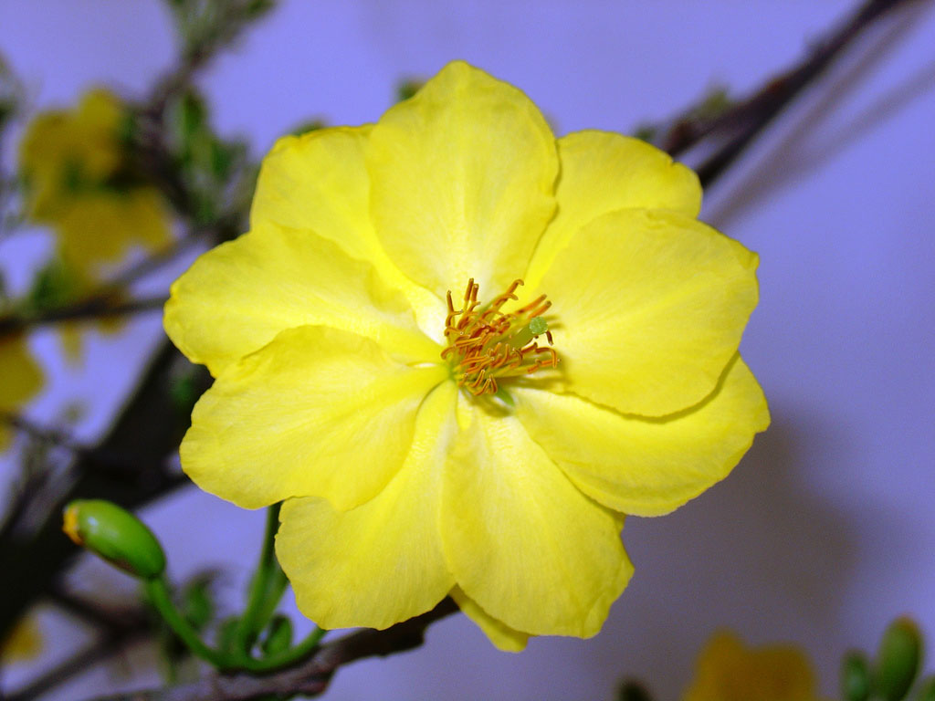 Hình nền hoa mai vàng đẹp nhất cho ngày Tết Nhâm Dần 2022