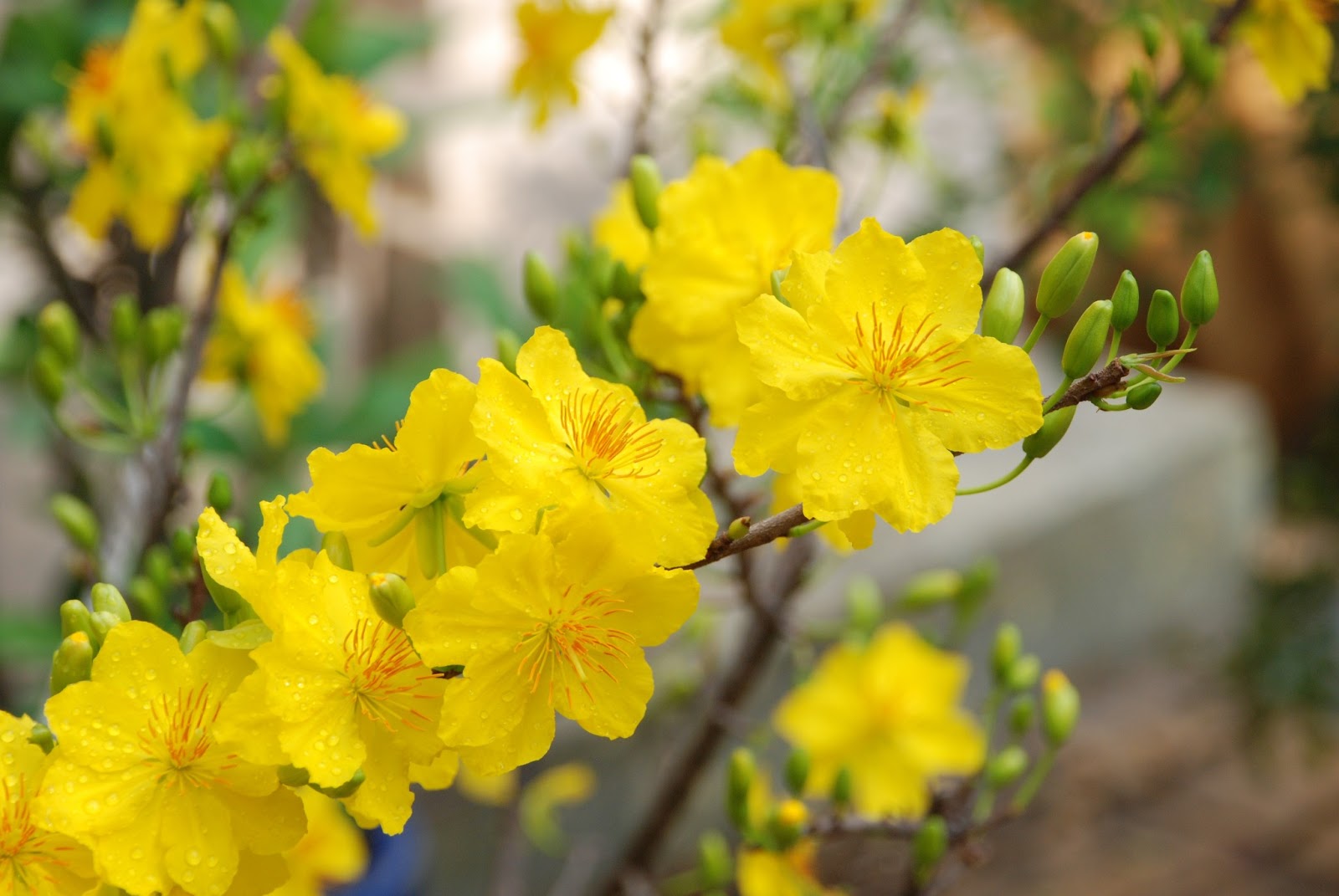 30+ hình ảnh hoa mai vàng tuyệt đẹp không thể bỏ qua - Hà Nội ...