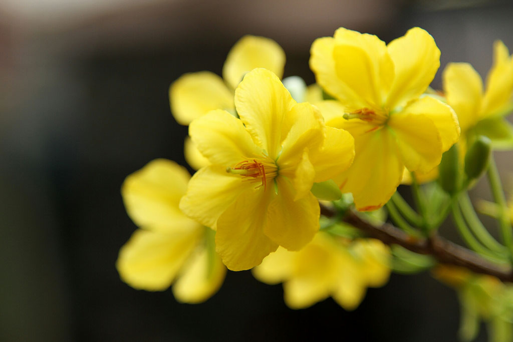 30+ hình ảnh hoa mai vàng tuyệt đẹp không thể bỏ qua - Hà Nội Spirit Of  Place
