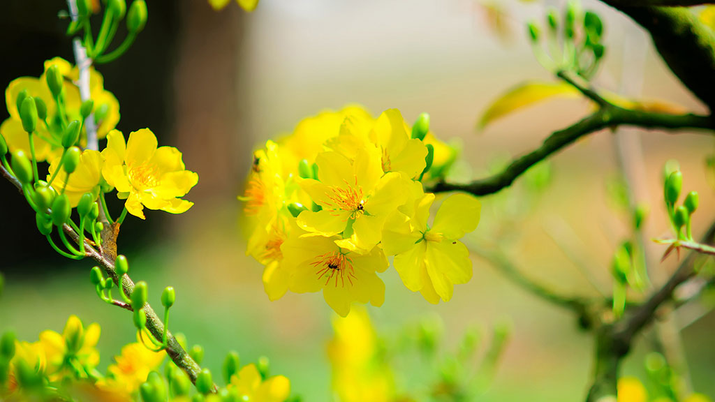 30+ hình ảnh hoa mai vàng tuyệt đẹp không thể bỏ qua