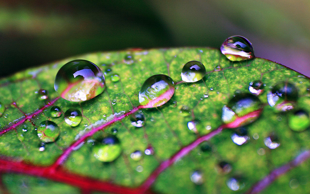 Tải 20 hình ảnh giọt nước lung linh đọng trên lá đẹp nhất