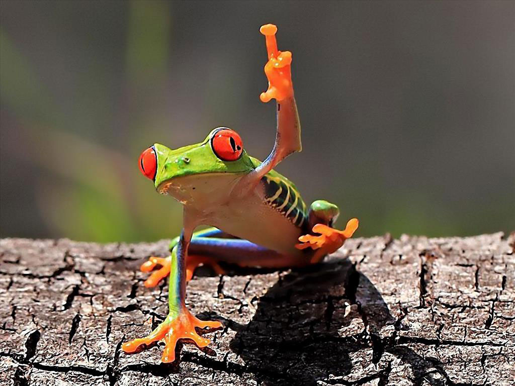 Top hình ảnh ếch xanh đẹp và lạ mắt nhất thế giới