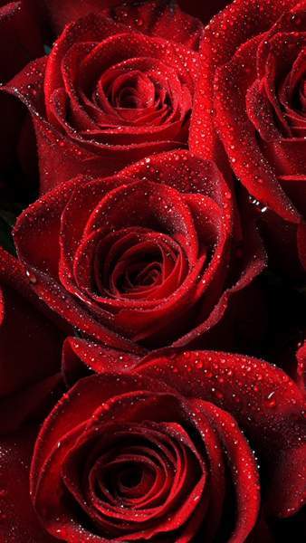 Hình nền hoa hồng cho điện thoại Ảnh nền hoa hồng HoaTieuvn