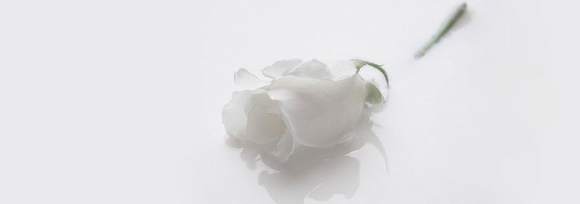 Bộ ảnh bìa facebook hoa hồng đẹp lung linh sắc màu  Rose Pastel roses  Rose flower