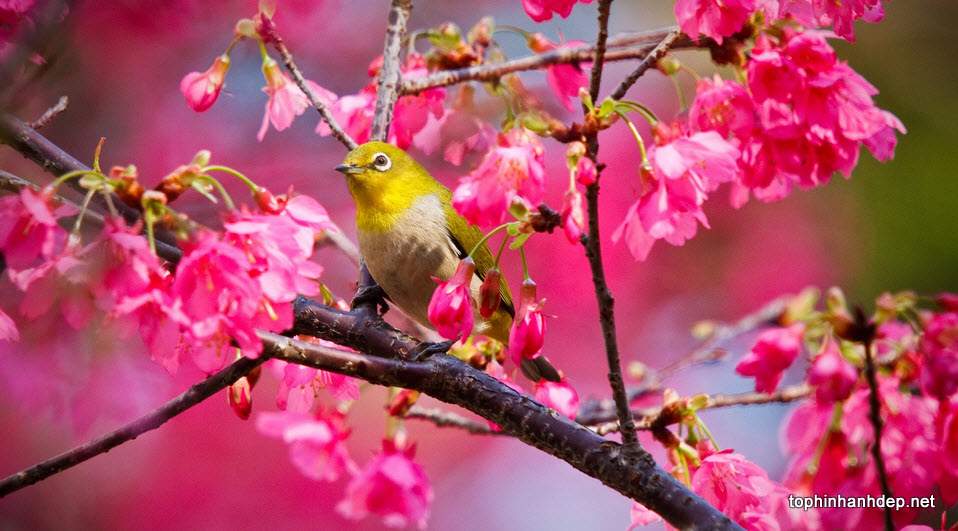 Top 50 hình ảnh mùa xuân đẹp – Cảnh đẹp thiên nhiên mùa xuân