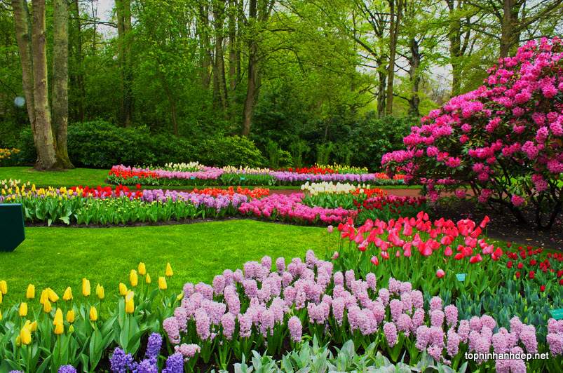 Top 50 hình ảnh mùa xuân đẹp - Cảnh đẹp thiên nhiên mùa xuân - Hà Nội  Spirit Of Place