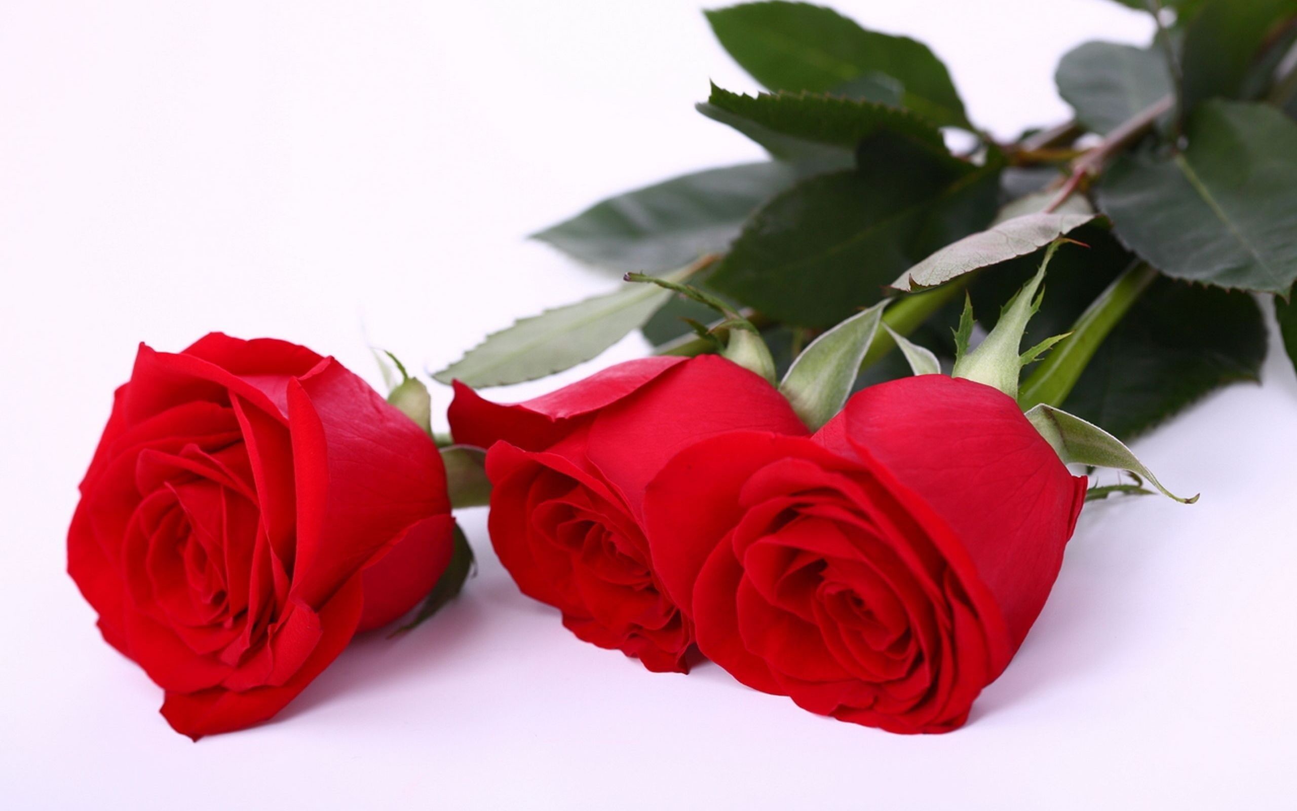 Hình ảnh hoa hồng đỏ tình yêu tuyệt đẹp