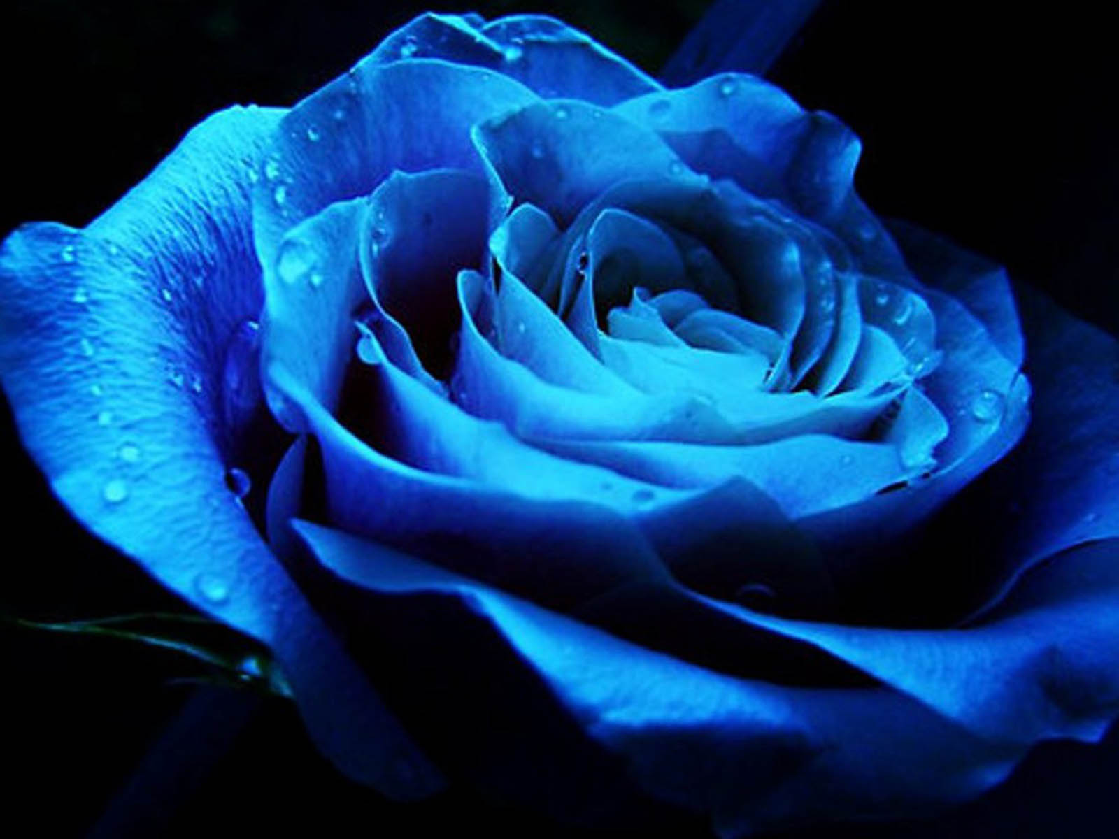Hình ảnh hoa hồng xanh tình yêu