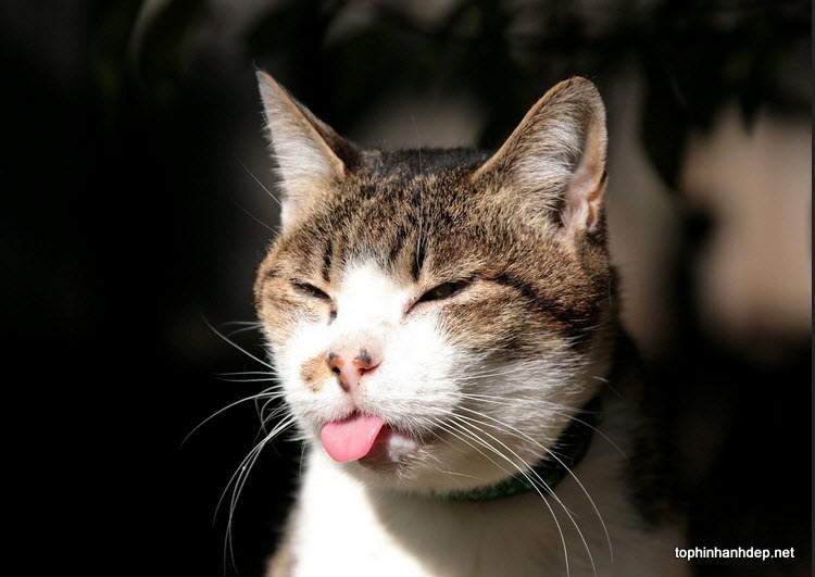 Bộ sưu tập hình ảnh mèo bựa chế cực hài hước hot nhất 2022