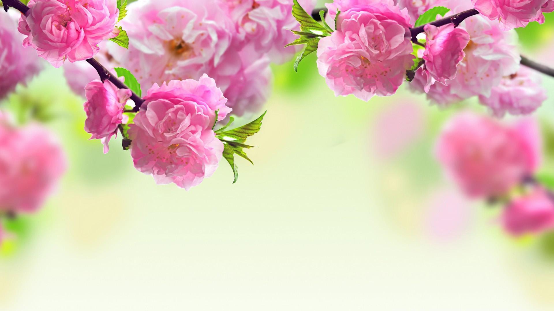 Hình nền hoa đẹp mùa xuân  Hình nền máy tính đẹp nhất