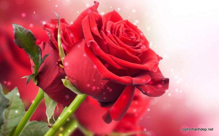 Tải 8 hình nền động hoa hồng, ảnh động hoa hồng đẹp nhất