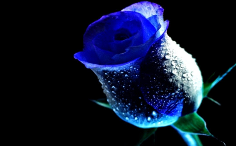 66 hình ảnh hoa hồng xanh đẹp nhất Thế Giới, ý nghĩa
