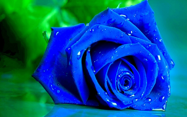 66 hình ảnh hoa hồng xanh đẹp nhất Thế Giới, ý nghĩa