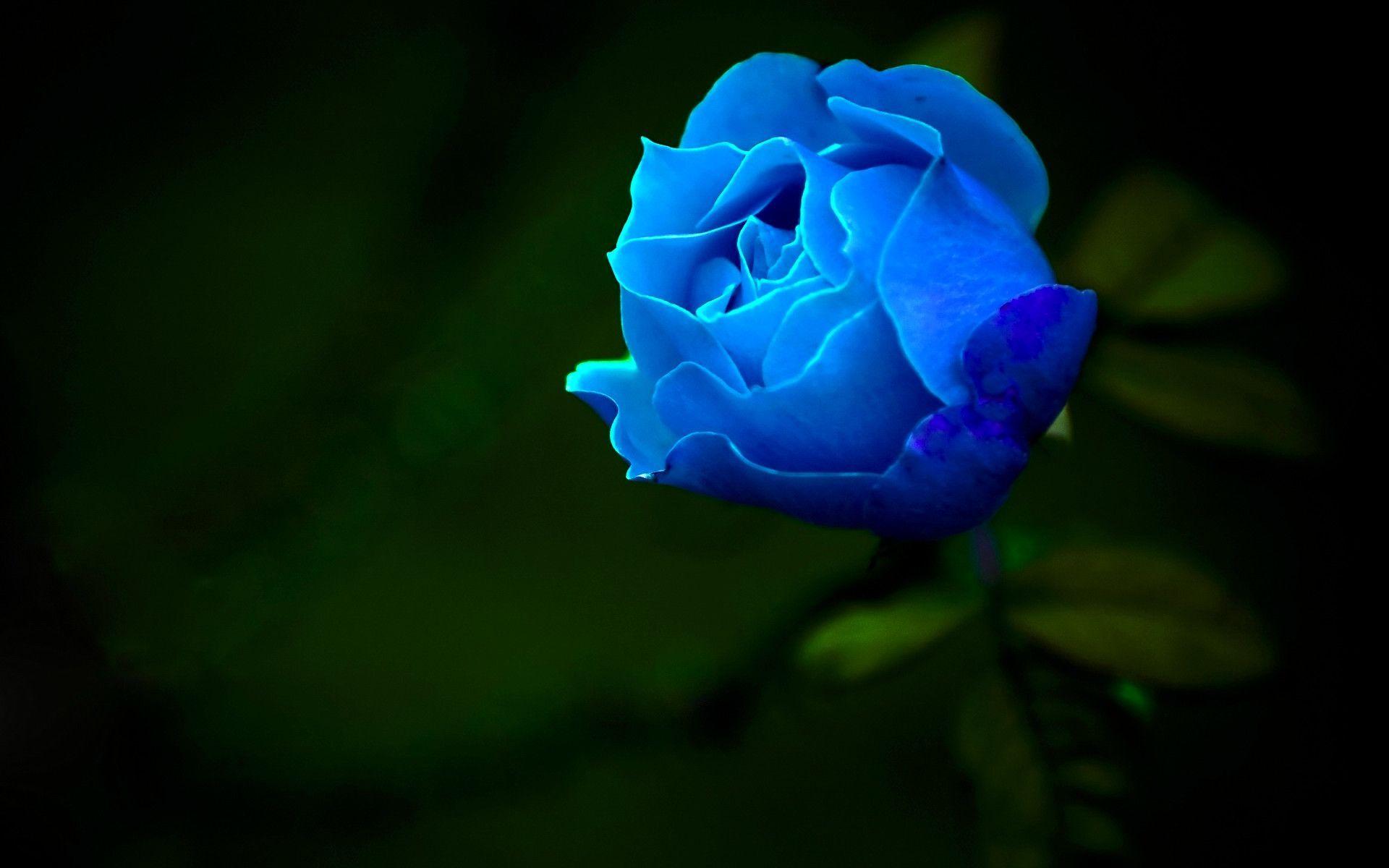 66 hình ảnh hoa hồng xanh đẹp nhất Thế Giới, ý nghĩa - Hà Nội ...