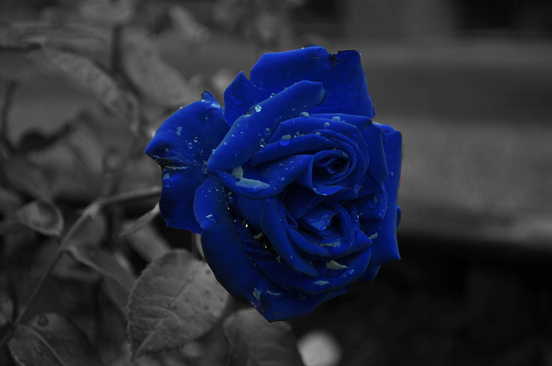 Ý nghĩa hoa hồng xanh và truyền thuyết về loài hoa tình yêu bất tử