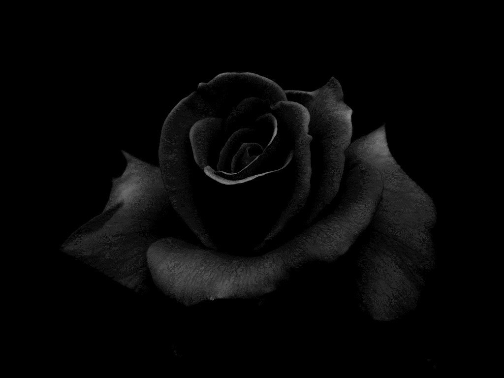 Hình ảnh màu đen đẹp buồn 50 ảnh đen làm avatar hình nền điện thoạ