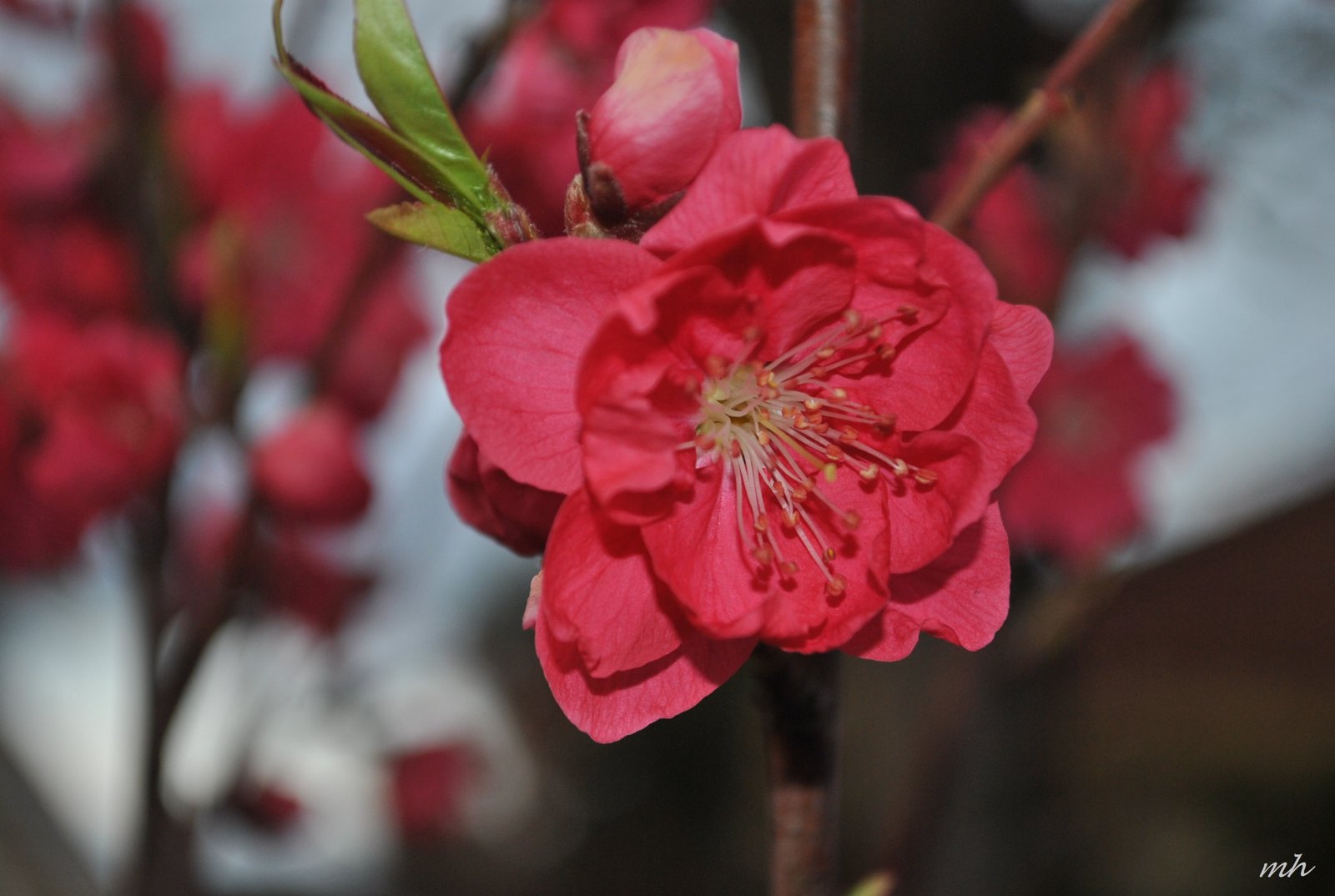 Gốc cây hoa đào là nơi cao quý nhất của những loài hoa gồm cây và hoa. Hãy xem hình ảnh này để cảm nhận được vẻ đẹp của gốc cây hoa đào, những cành đào đang nở rộ và những bông hoa đỏ đẹp mắt để hiểu rõ hơn về sức sống của mùa xuân.