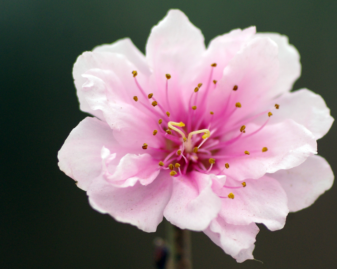 Đào tết là loại hoa được ưa chuộng nhất trong Tết Nguyên đán tại Việt Nam. Đầy màu sắc và ý nghĩa, hoa đào tạo nên một phong cách tinh tế và sang trọng trong không gian tết. Hãy xem hình ảnh để cảm nhận thêm vẻ đẹp của những bông hoa đào đang nở rộ trong không gian tết đầy ấm áp.