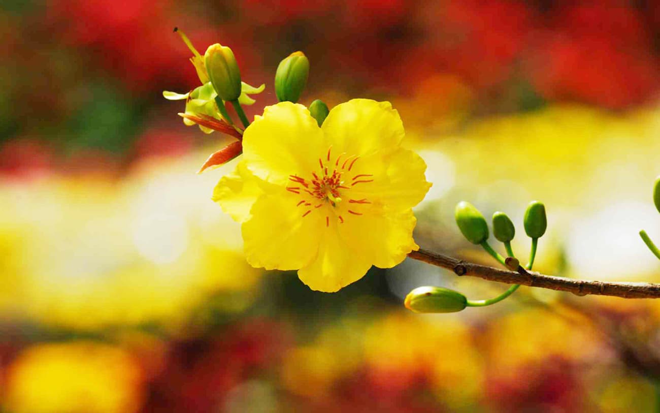 44 Hình hình họa hoa mai đẹp nhất, cỗ hình họa cây mai đẹp nhất ngày tết