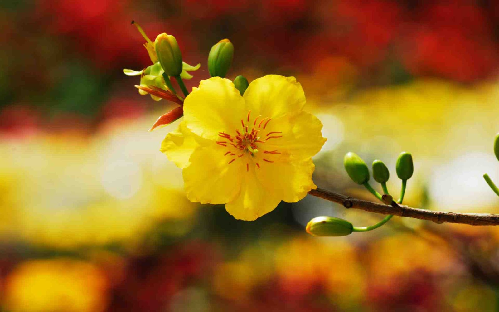 20 Hình ảnh hoa mai hình nền cây hoa mai đẹp nhất cho ngày Tết 2023