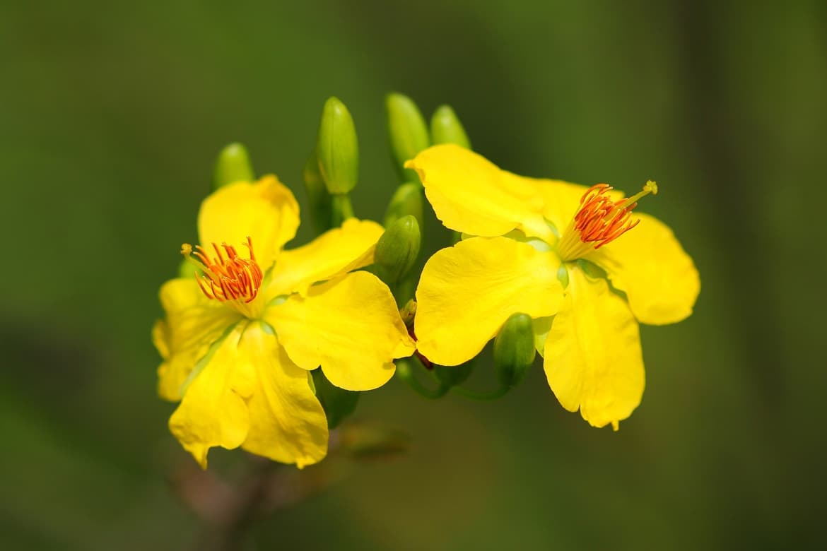 Top 50 hình nền hoa mai vàng rực rỡ như nắng mang Tết đến  Trường THPT  Diễn Châu 2  Nghệ An