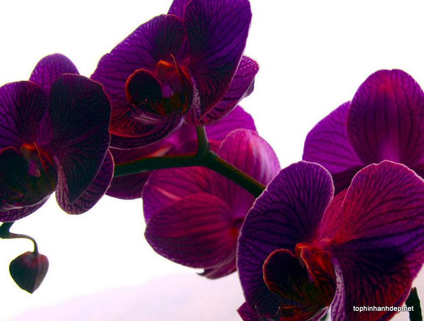 35 hình ảnh hoa lan tím đẹp, ý nghĩa của phong lan tím