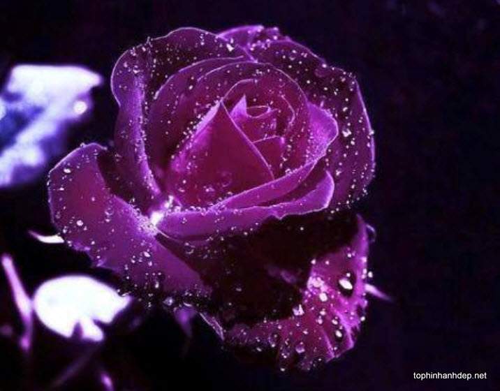 40 hình ảnh hoa hồng tím đẹp, ý nghĩa của hoa hồng tím - Hà Nội ...