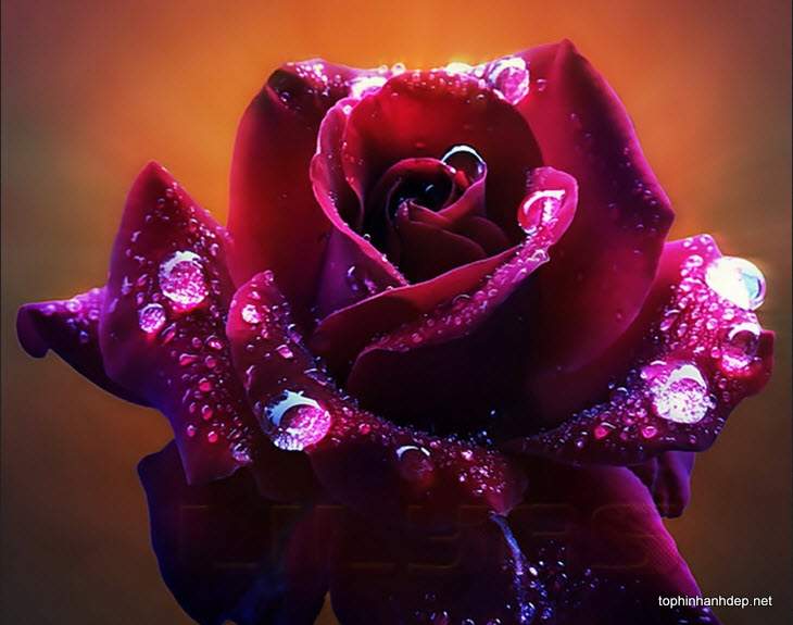 40 hình ảnh hoa hồng tím đẹp, ý nghĩa của hoa hồng tím - Hà Nội ...