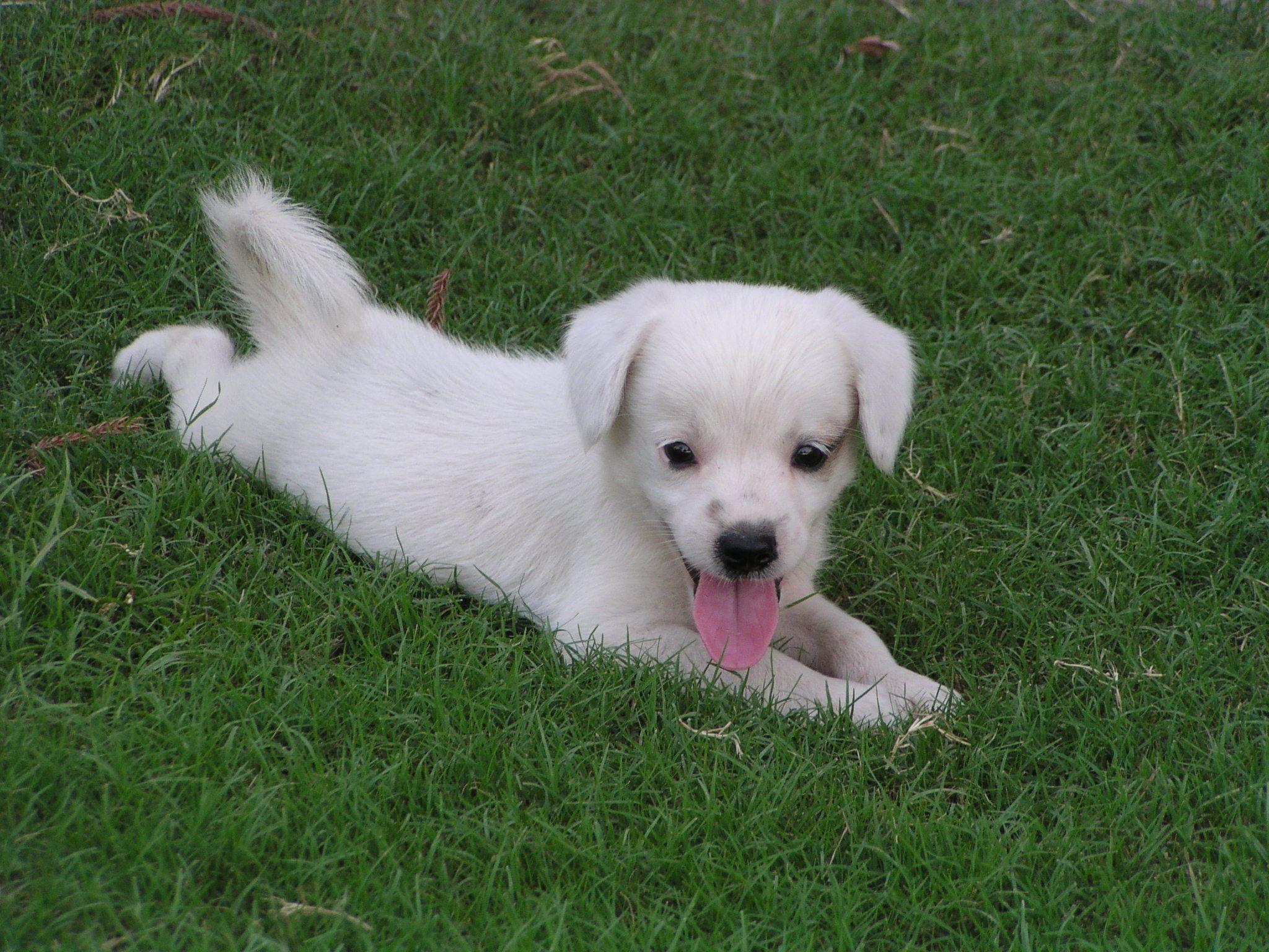 Chia sẻ 105 hình ảnh cún con hay nhất  thtantai2eduvn
