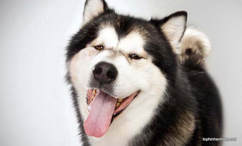 50 hình ảnh những chú chó Alaska đẹp và to lớn nhất