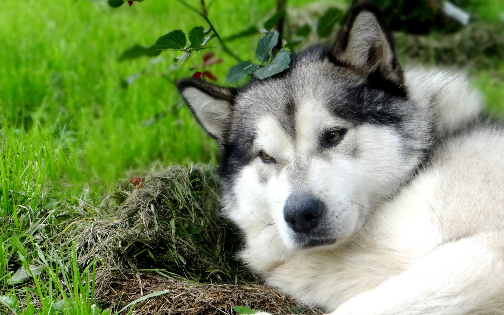 Đừng bỏ lỡ cơ hội để có một hình nền độc đáo và đẹp mắt với chó Alaska. Với bộ lông bạc đầy đặn và đôi mắt sâu thẳm, chú chó này sẽ làm người dùng của bạn đầy phấn khích.