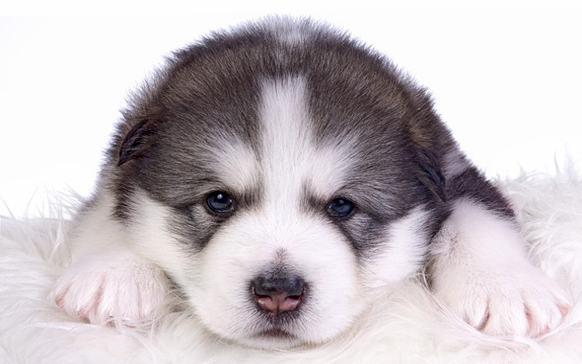 Chó Alaska chắc chắn sẽ là vật nuôi đáng yêu và đảm bảo sẽ làm bạn vui mừng khi có được một bức hình nền vô cùng độc đáo. Tất cả những gì bạn cần là có một bức ảnh chó Alaska và chúng tôi sẽ giúp bạn biến giấc mơ của mình thành hiện thực với những hình nền đầy tiềm năng.