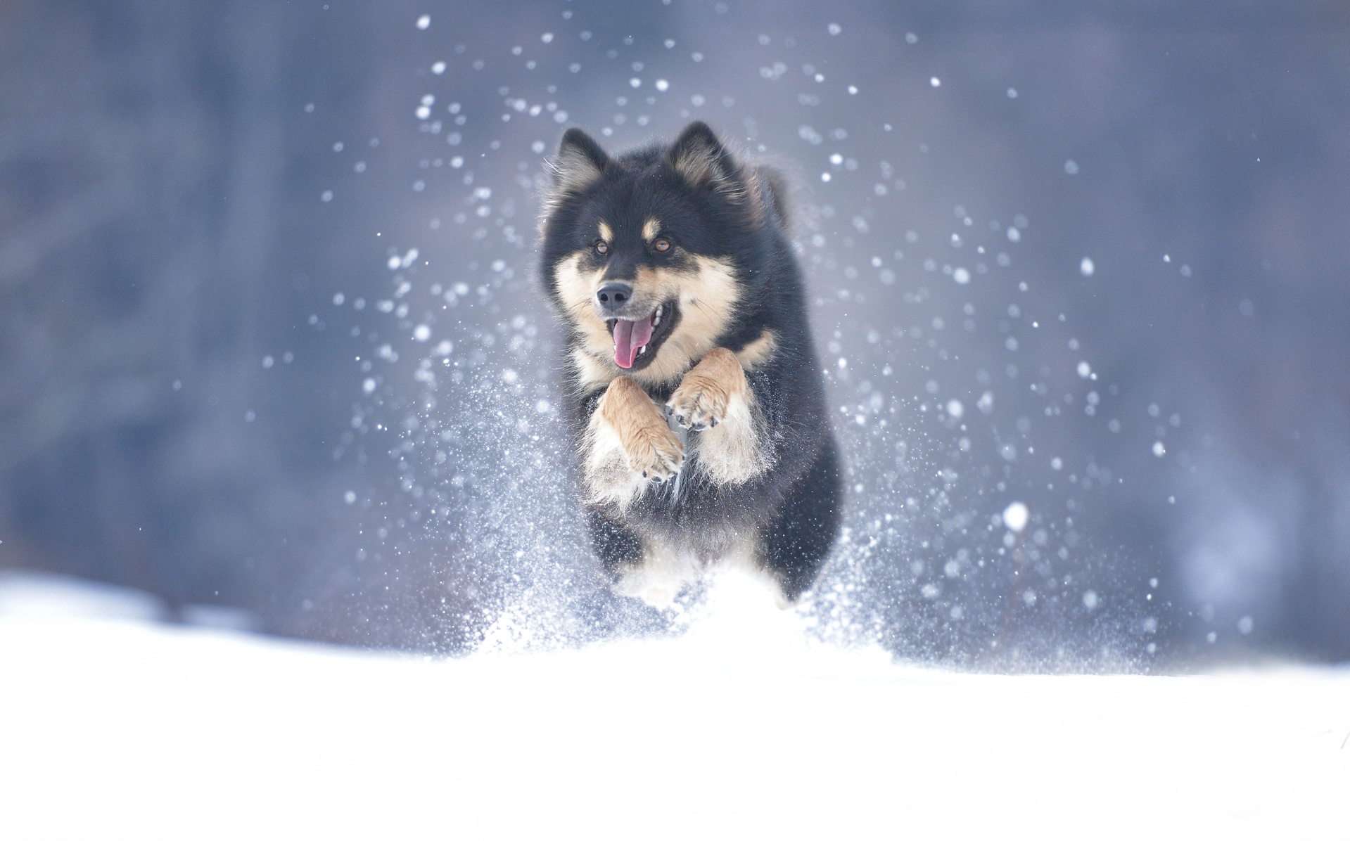Chó Alaska  Đặc điểm Cách Nuôi Và Giá Mua Tham Khảo