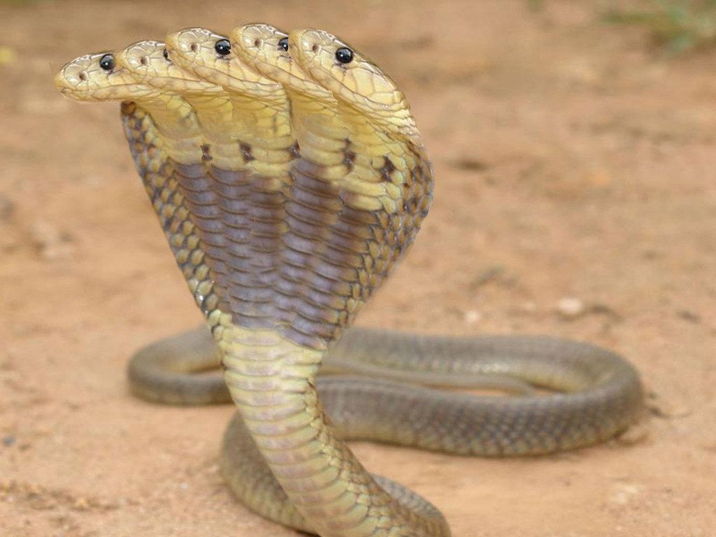 99 einzigartigste niedliche 3D-Schlangen-Hintergründe für Handys und Computer