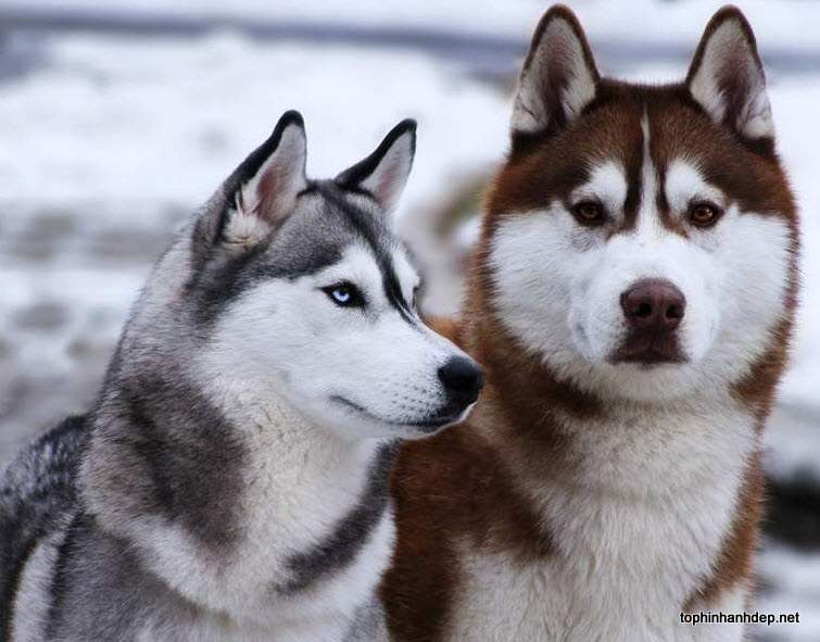 Chó Husky  Thánh biểu cảm với gương mặt 50 sắc thái