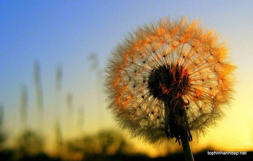 30 hình ảnh hoa bồ công anh đẹp nhất và ý nghĩa của nó  Hà Nội Spirit Of  Place