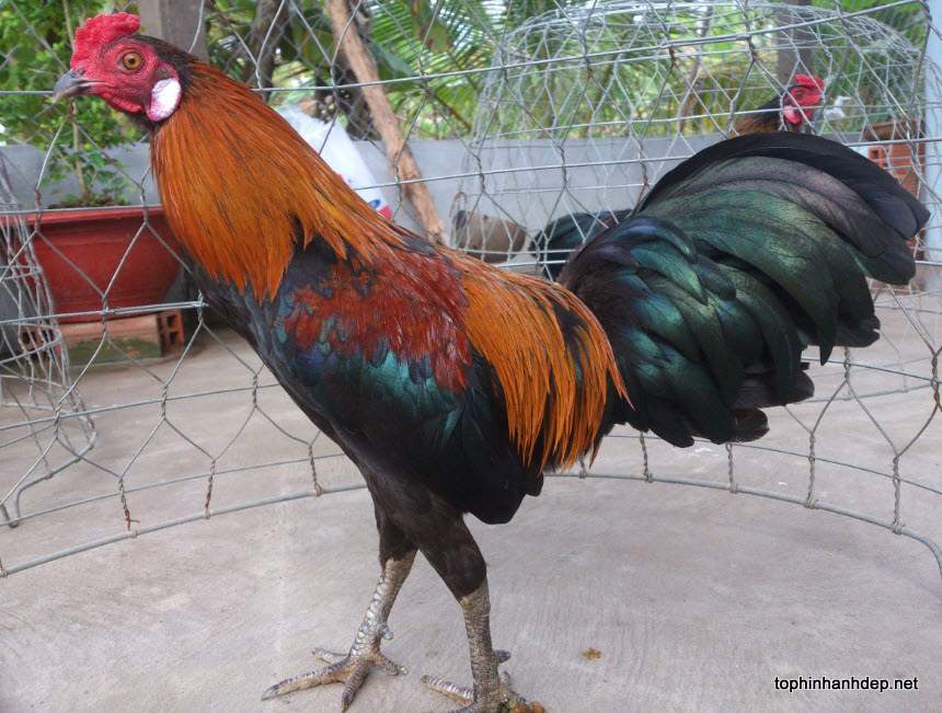 30 hình ảnh con gà trống, gà mái, gà con đẹp nhất Thế Giới