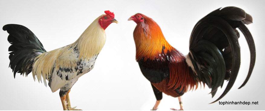 30 hình ảnh con gà trống, gà mái, gà con đẹp nhất Thế Giới