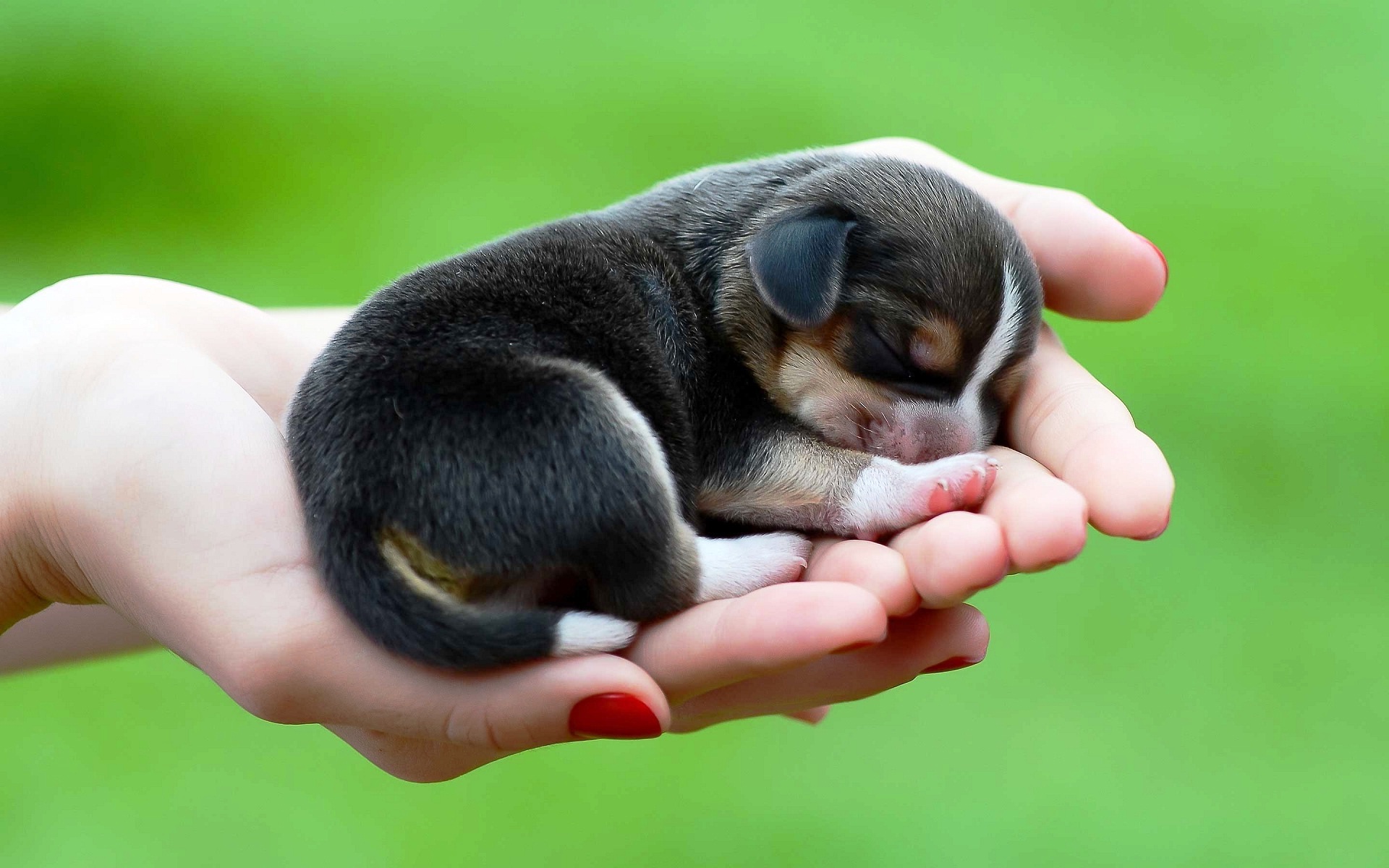 Hình ảnh cún con dễ thương đáng yêu đẹp nhất thế giới