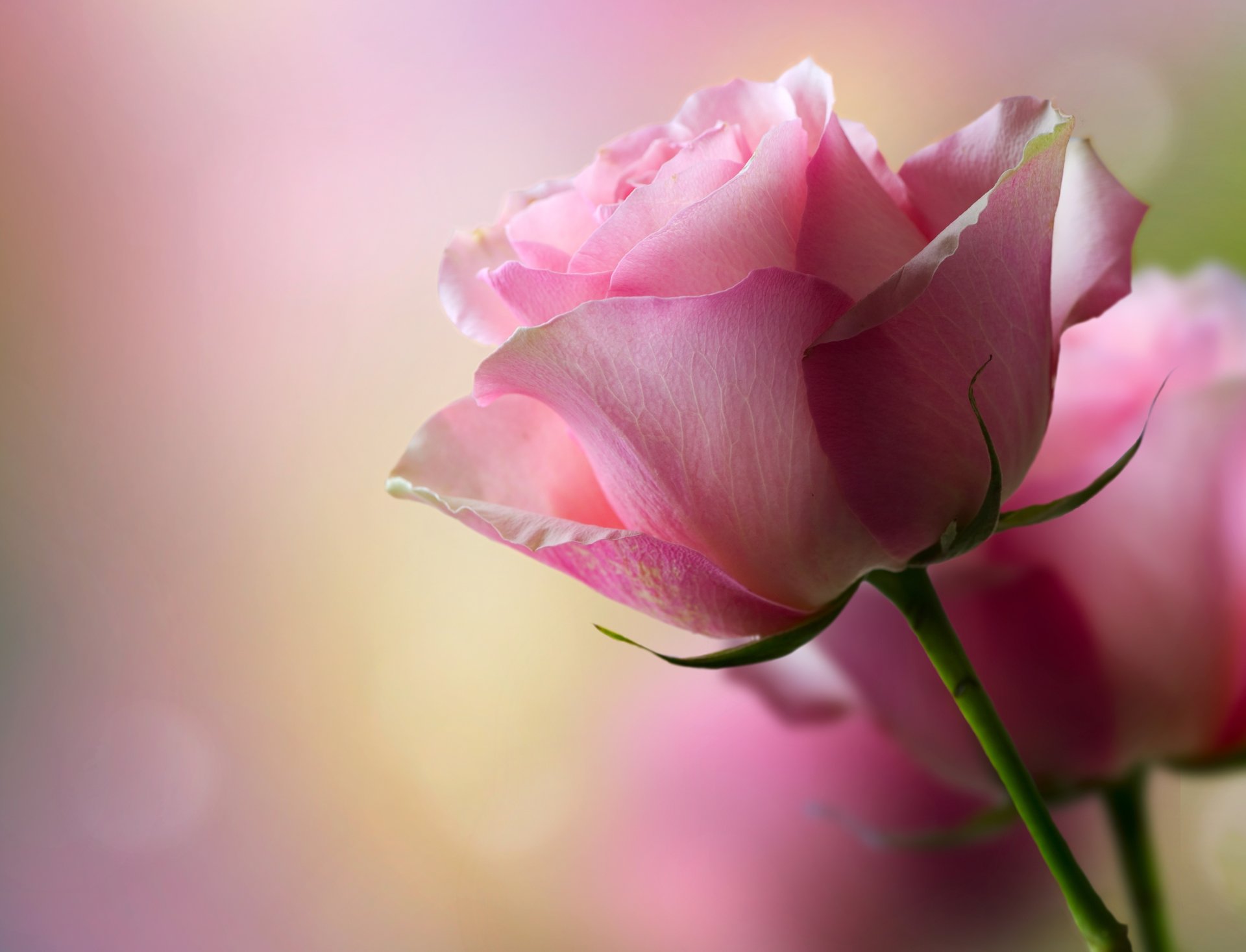Top 50 hình ảnh hoa hồng tuyệt đẹp chất lượng HD - Hà Nội Spirit ...