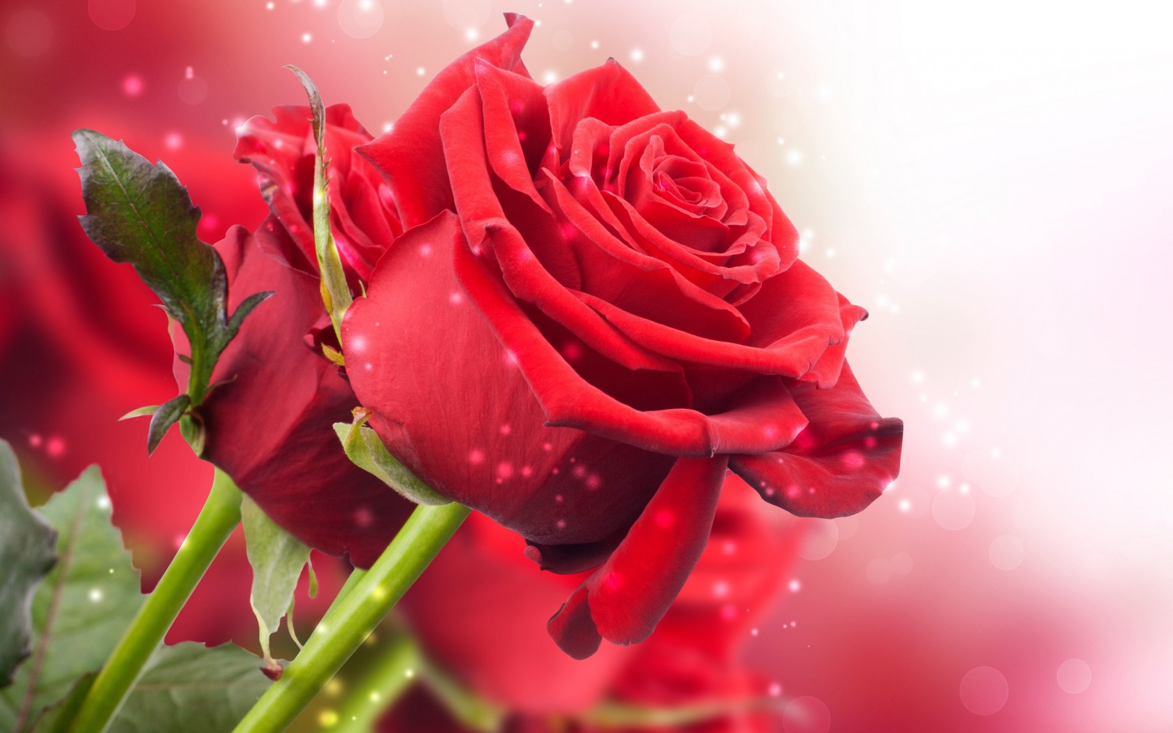 Ý nghĩa hoa Hồng Đỏ  Những hình ảnh hoa Hồng Đỏ đẹp nhất  Trường THPT  Phạm Hồng Thái