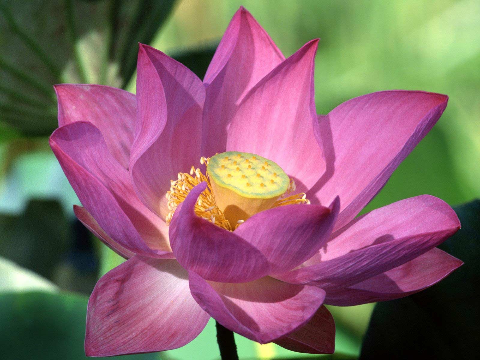 Top 40 hình ảnh hoa sen cực đẹp chất lượng cao