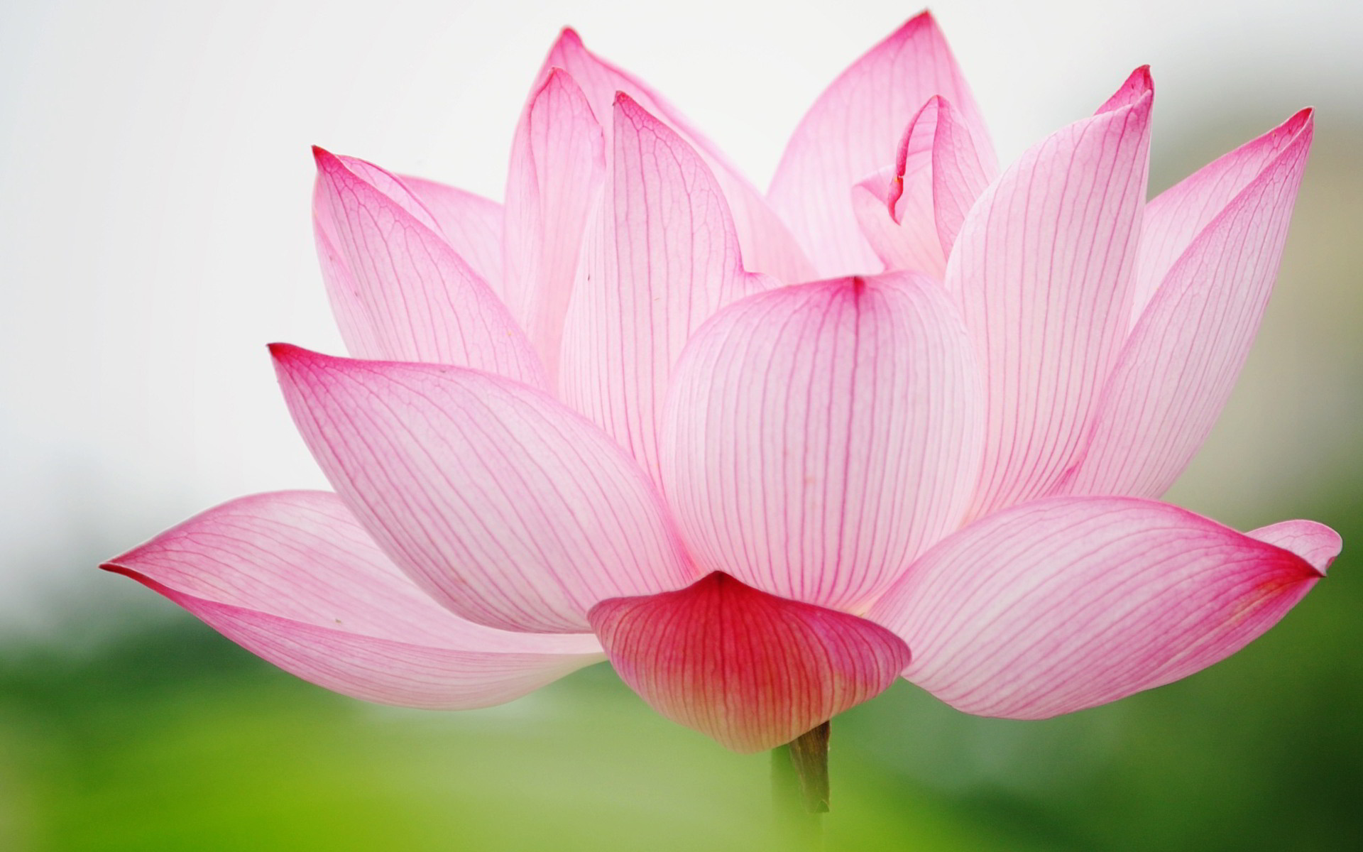 Was bedeutet die Lotusblume? So arrangieren Sie schöne und langlebige Lotusblumen