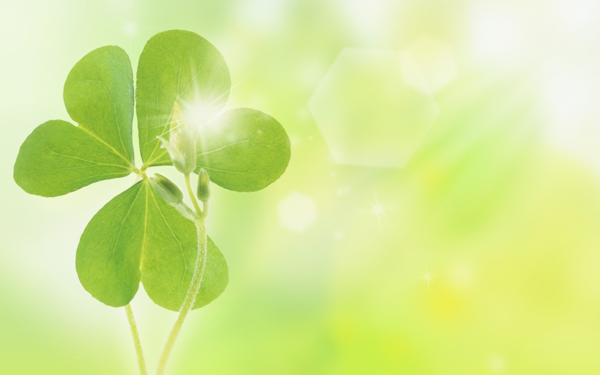 Cỏ ba lá là biểu tượng may mắn phổ biến và được yêu thích trong văn hóa Ireland. Hãy cùng Chuyên gia của chúng tôi khám phá lý do tại sao nó lại may mắn. Bạn cũng có thể tìm kiếm những bức ảnh đẹp về cỏ ba lá để cùng nhau khám phá và trang trí cho ngôi nhà của mình thêm sinh động.
