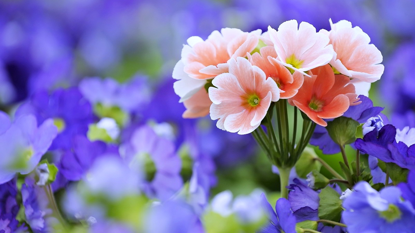 hình ảnh bó hoa đẹp nhất thế giới